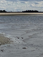 Pluvialis squatarola