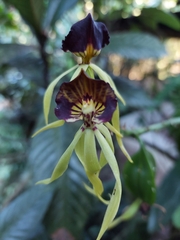 Prosthechea cochleata
