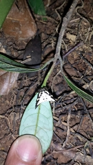 Acrosomoides acrosomoides