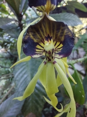 Prosthechea cochleata