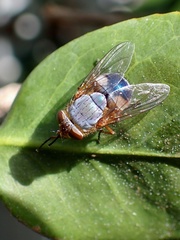 Calliphora dubia