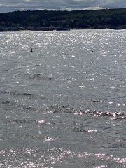 Pluvialis squatarola