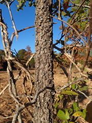 Quercus marilandica