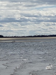 Pluvialis squatarola