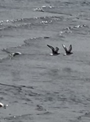 Pluvialis squatarola