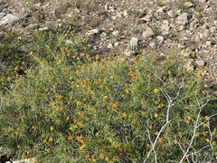 Sidneya tenuifolia