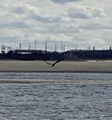 Pluvialis squatarola