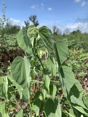 Abutilon trisulcatum