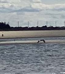 Pluvialis squatarola