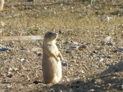 Cynomys ludovicianus