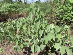 Abutilon trisulcatum