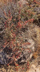 Cotoneaster nummularius