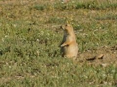 Cynomys ludovicianus