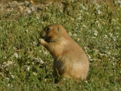Cynomys ludovicianus