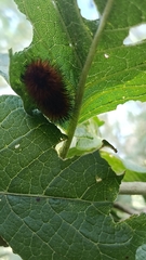 Pyrrharctia isabella