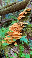 Laetiporus sulphureus