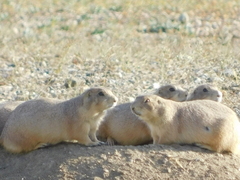 Cynomys ludovicianus