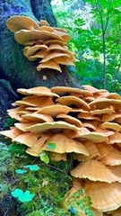 Laetiporus sulphureus