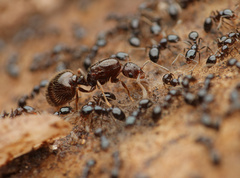 Monomorium minimum