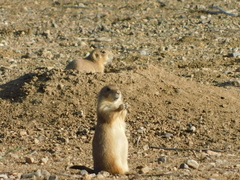 Cynomys ludovicianus