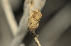 Sairocarpus pusillus