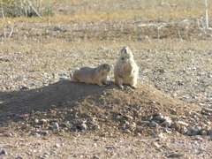 Cynomys ludovicianus