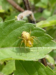 Oxyopes variabilis