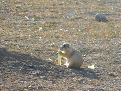 Cynomys ludovicianus