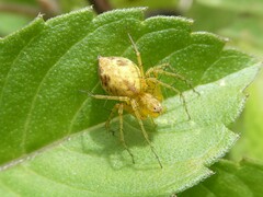 Oxyopes variabilis