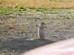 Cynomys ludovicianus