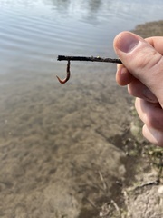 Glossiphoniidae