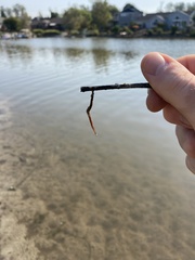 Glossiphoniidae