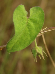 Ipomoea biflora