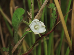 Ipomoea biflora