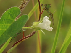 Ipomoea biflora