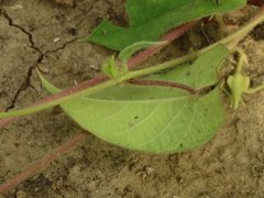 Ipomoea biflora