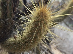 Bergerocactus emoryi