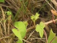 Ipomoea biflora