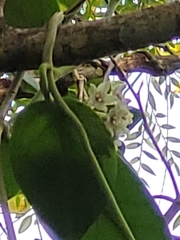 Hoya