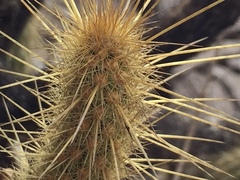 Bergerocactus emoryi