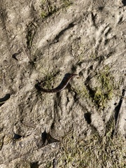 Glossiphoniidae
