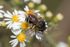 Nomia nortoni nortoni