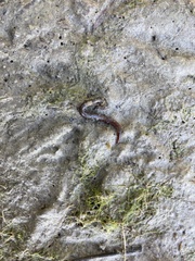 Glossiphoniidae