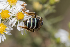 Nomia nortoni nortoni