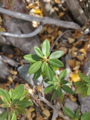 Rhododendron columbianum