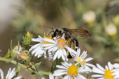 Nomia nortoni nortoni