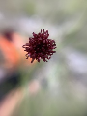 Porophyllum coloratum