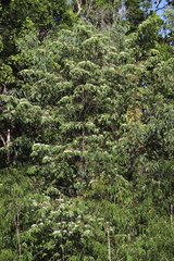 Alphitonia excelsa