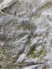 Glossiphoniidae