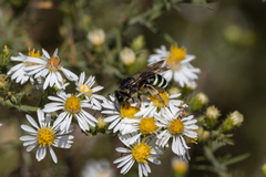 Nomia nortoni nortoni